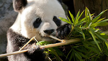 Panda graužia bambuką