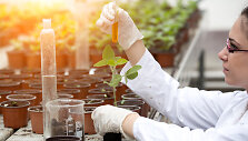 Biotechnologijos žemės ūkyje