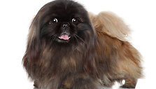  Pekinas