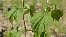 Apyniai