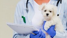 Veterinarijos gydytojas laikantis &scaron;unį