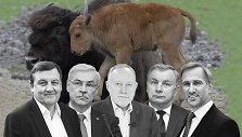Stumbrės žūtimi pasibaigusioje medžioklėje &ndash; Seimo, &bdquo;Grigeo&ldquo;, &bdquo;Biovelos&ldquo; veidai