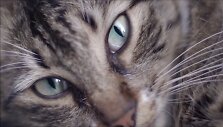 stambulo-kates-kedi-i-kino-pavasaris-2017