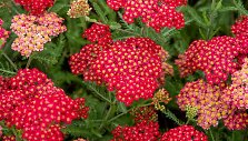 Kraujažolė (lot. Achillea millefolium) &bdquo;Sassy Summer Sangria&ldquo;