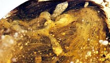 Gintare i&scaron;saugotos dinozauro fosilijos