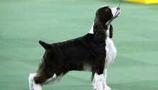 Springerspanielis