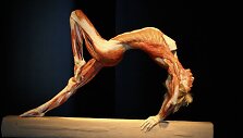 Body Worlds Vital eksponatai