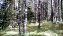 Juliaus Kur&scaron;io fotografija &bdquo;Skraistė&ldquo;.