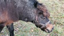 Lazdijų rajone nustatytas žiauraus elgesio su poniu atvejis