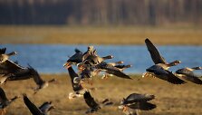 Pauk&scaron;čių migracija Nemuno Deltoje