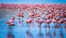 Nakuru ežero nacionalinis parkas