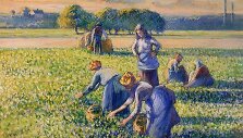 Camille'io Pissarro &bdquo;La Cueillette des Pois&ldquo; (Žirnių skynimas) 