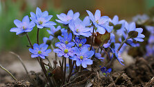 Daugiausia Lietuvoje auga Hepatica nobilis &ndash; triskiaučių žibuoklių