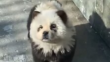 Čiau čiau įuo perdažytas, kad atrodytų kaip panda