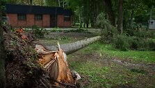 Nuvirtę medžiai Vingio parke