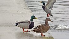 Neįprastai &scaron;ilta &scaron;ių metų žiema