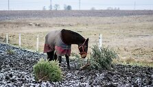 Nupuo&scaron;tos žaliaskarės &ndash; geriau žirgams negu į atliekas