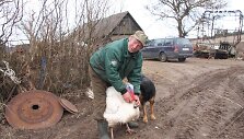 Raseinių rajono ūkininko A.Daukanto vengia kaimynai, jo draugas - kalakutas