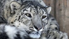 Snieginis leopardas Rusijos zoologijos sode