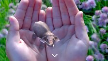 &bdquo;Magic Leap&ldquo; vizualizacija