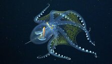 Stiklinis a&scaron;tuonkojis (Vitreledonella richardi)