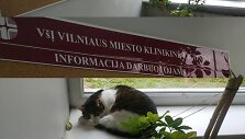 Katinas Vilniaus miesto klinikinėje ligoninėje