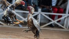 Gaidžių pe&scaron;tynės Madagaskare 