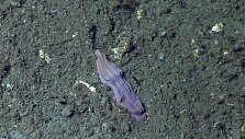 Gelmių augalas, vadinamas &bdquo;violetine kojinaite&ldquo; 
