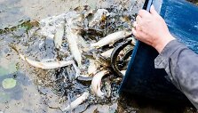 Į Lietuvos vandens telkinius i&scaron;leista apie 12 mln. įvairių žuvų