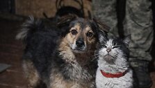 Ukrainiečių i&scaron;gelbėtas &scaron;uo ir katė