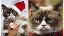 Katinas Grumpy