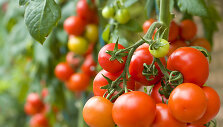 Pomidorai