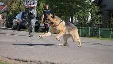 Policijos &scaron;unų mokymai