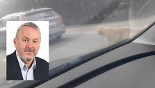 Zigmas Mozuraitis savo &scaron;unį &scaron;ventinį vasario 16-osios savaitgalį &bdquo;vedžiojo&ldquo; priri&scaron;ęs prie automobilio
