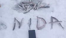 Kur&scaron;ių mariose jau ėmė aktyviau kibti stintos