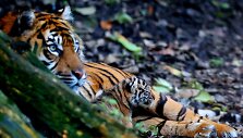 Sumatros tigrė Kirana su jaunikliu