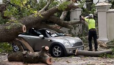 Ant automobilio užvirtęs medis