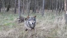 Vilkas
