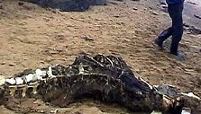 Sachalino saloje atrasti griaučiai &ndash; baltojo delfino liekanos
