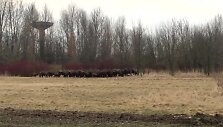 56d5ad3960a27video_56d5ad32e1bb1