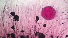 Aspergillus flavus grybas ir mielių kolonija, paimta i&scaron; dirvos, padidinta 40 kartų