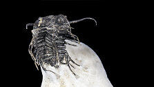 Trilobitas