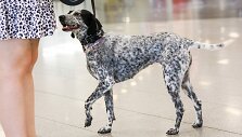 Gyvūnams draugi&scaron;kų vietų žemėlapis Vilniuje pasipildė nauju ta&scaron;ku: keturkojams sukūrė saugią ir patogią aplinką