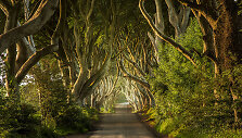 Tamsioji aveniu (Dark Hedges), &Scaron;iaurės Airija
