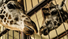 Naujoji žirafų pora Lietuvos zoologijos sode &ndash; senbūvis Gudrutis ir naujokas Nafaris