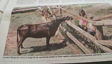 Ispanijos gyvūnų mylėtojai siekia i&scaron;gelbėti karvę Margaritą nuo skerdyklos