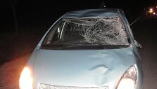 Tel&scaron;ių rajone automobiliui &bdquo;Citroen Xsara Picasso&ldquo; kelią pastojo briedis