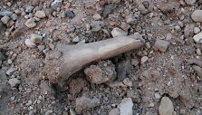 Archeologiniai kasinėjimai Žeimelyje