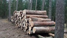 Aplinkosaugininkų nuotraukoje, padarytoje sanitarinių kirtimų vietoje, matyti žievėgraužio tipografo pažeisti medžiai 