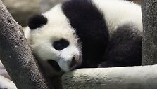 Panda Juan Zai traukia turistus i&scaron; viso pasaulio